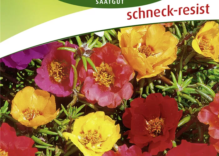 Portulakröschensamen Portulakröschensamen