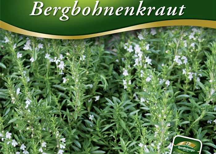Berg-Bohnenkraut-Samen