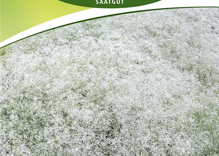 Garten-Schleierkraut-Samen Garten-Schleierkraut-Samen