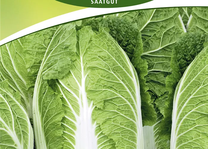 Chinakohlsamen 'Spectrum F1' Chinakohlsamen 'Spectrum F1'