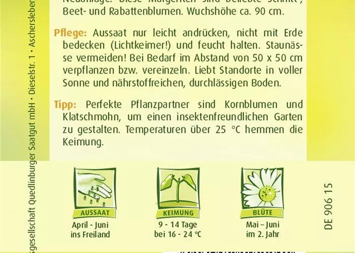 Großblumige Margerite-Samen 'Mayfield Riesen'