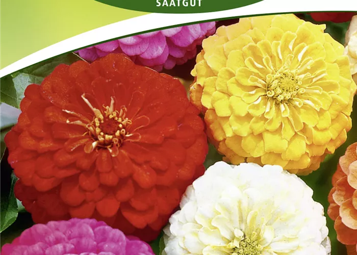 Dahlienblütige Zinnie-Samen Dahlienblütige Zinnie-Samen