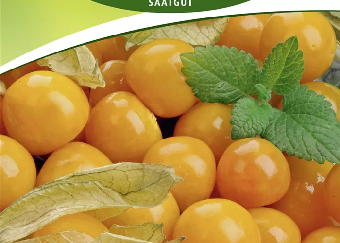 Andenbeerensamen Andenbeerensamen