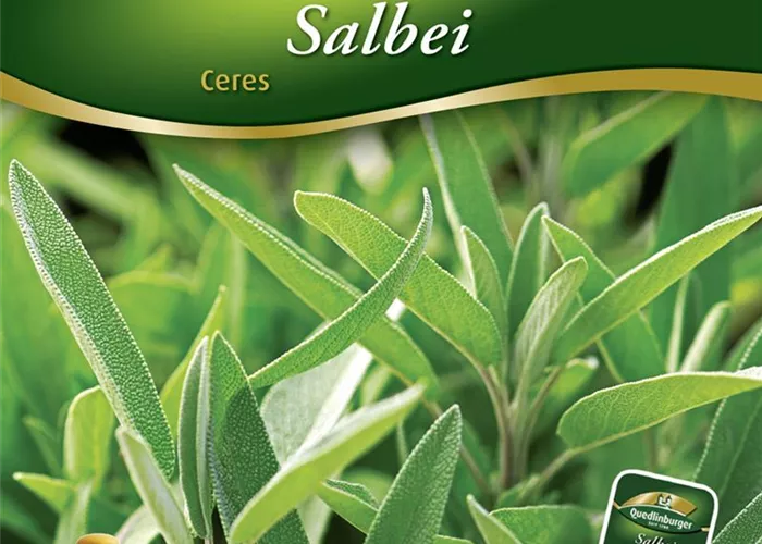 Salbeisamen 'Ceres'