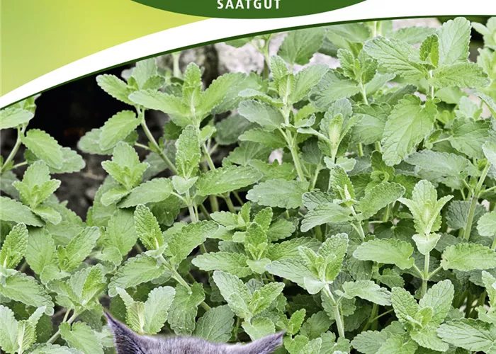 Gewöhnliche Katzenminze-Samen