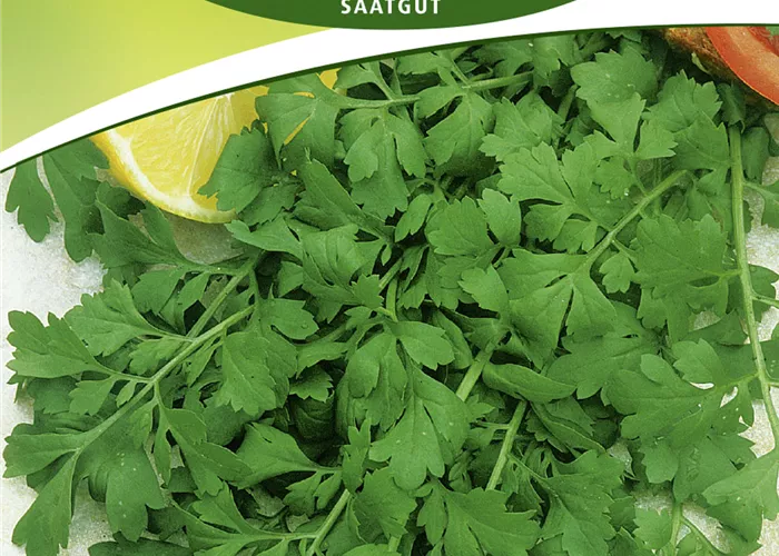 Gartenkressesamen 'Großblättrige' Gartenkressesamen 'Großblättrige'