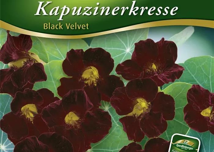 Kapuzinerkressesamen 'Black Velvet'