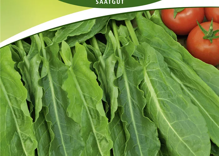 Großer Sauerampfer-Samen Großer Sauerampfer-Samen