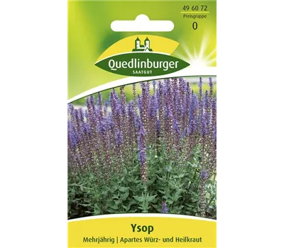 Apotheker-Ysop-Samen Apotheker-Ysop-Samen