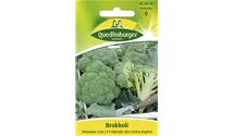 Brassica oleracea var. italica 'Premium Crop F1' Brassica oleracea var. italica 'Premium Crop F1'