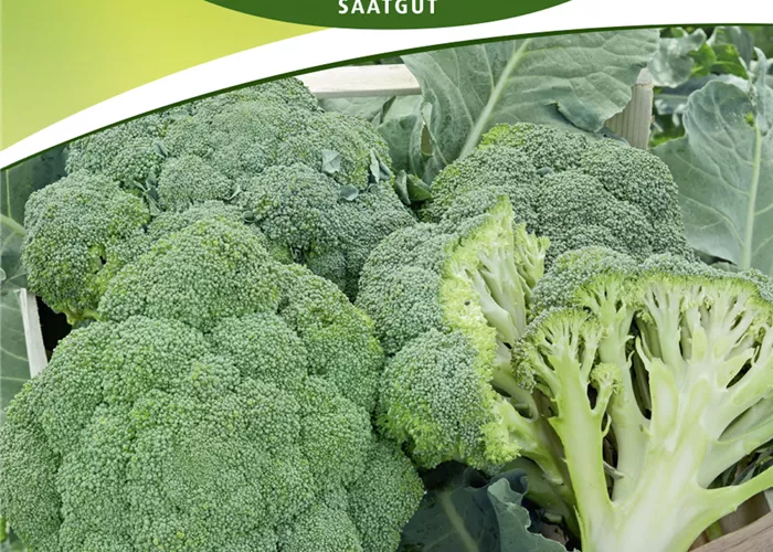 Broccolisamen 'Premium Crop F1' Broccolisamen 'Premium Crop F1'