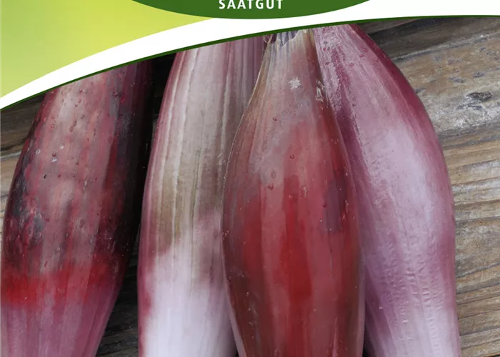 Frühlingszwiebelsamen 'Rossa lunga di Firenze'