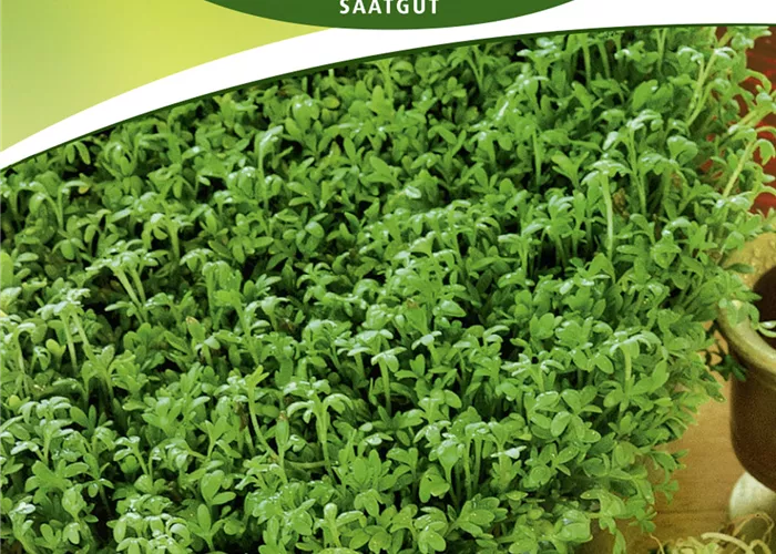 Gartenkressesamen 'Krause'