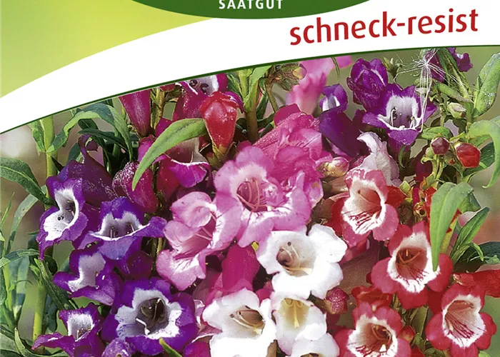 Bartfadensamen 'Sensationsmischung' Bartfadensamen 'Sensationsmischung'