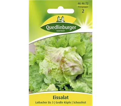 Batavia-Salat-Samen 'Laibacher Eis' Batavia-Salat-Samen 'Laibacher Eis'