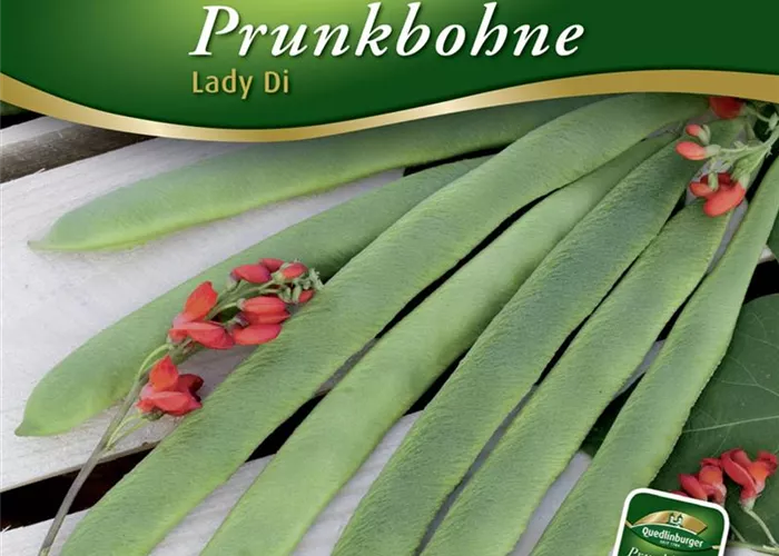 Prunkbohnensamen 'Lady Di'