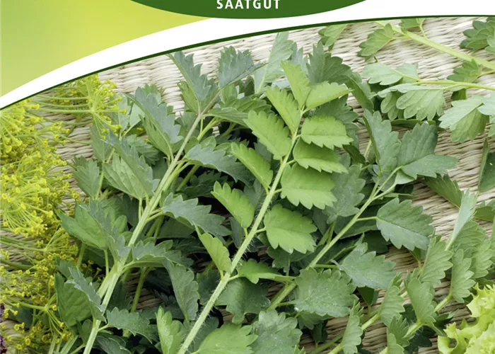 Kleiner Wiesenknopf-Samen