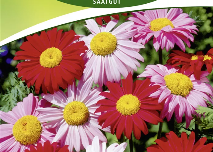 Bunte Magerite-Samen 'Robinsons Riesen'