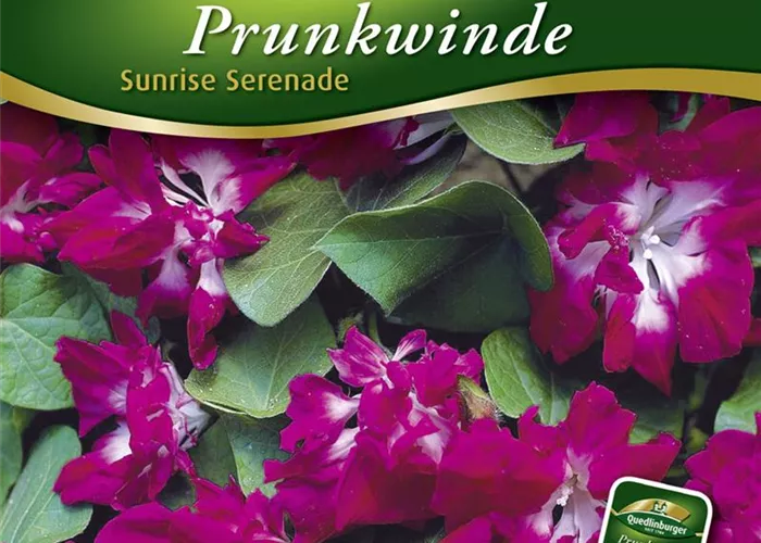 Prunkwindensamen 'Sunrise Serenade' Prunkwindensamen 'Sunrise Serenade'