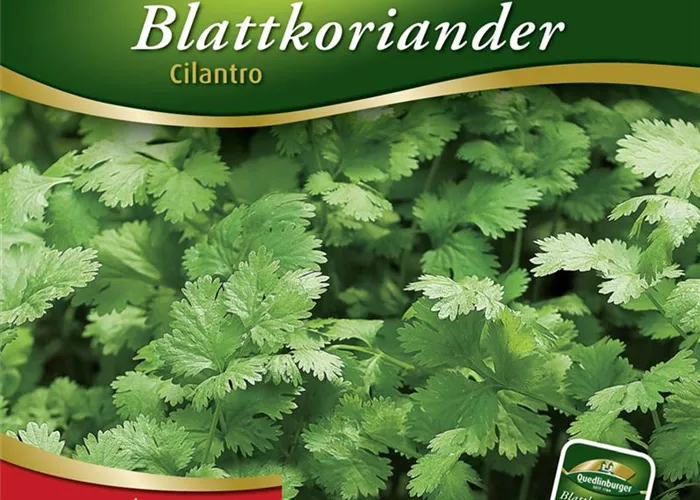 Koriandersamen 'Cilantro'