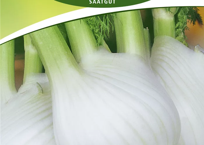 Knollenfenchelsamen 'Fino'