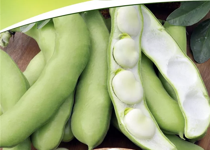 Puffbohnensamen 'Hangdown Grünkernig'