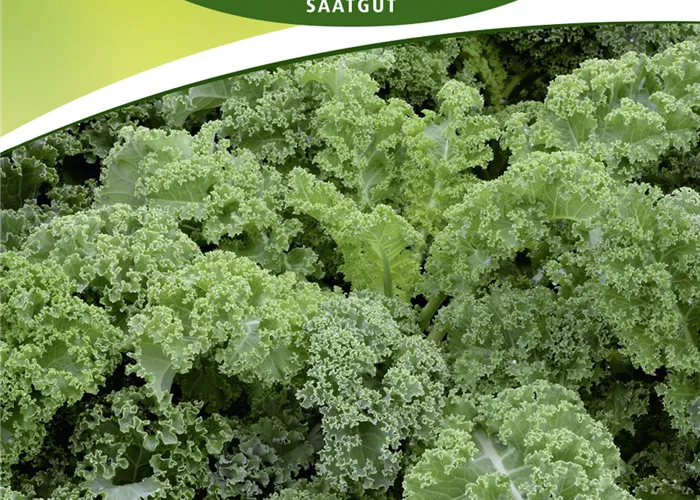 Grünkohlsamen 'Halbhoher Grüner Krauser'