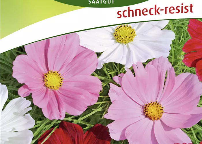 Schmuckkörbchensamen