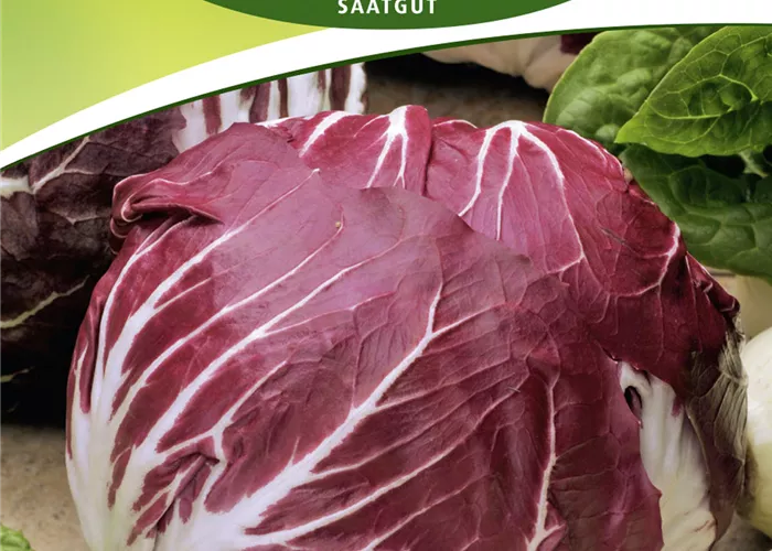 Radicchiosamen 'Rossa di Verona' Radicchiosamen 'Rossa di Verona'