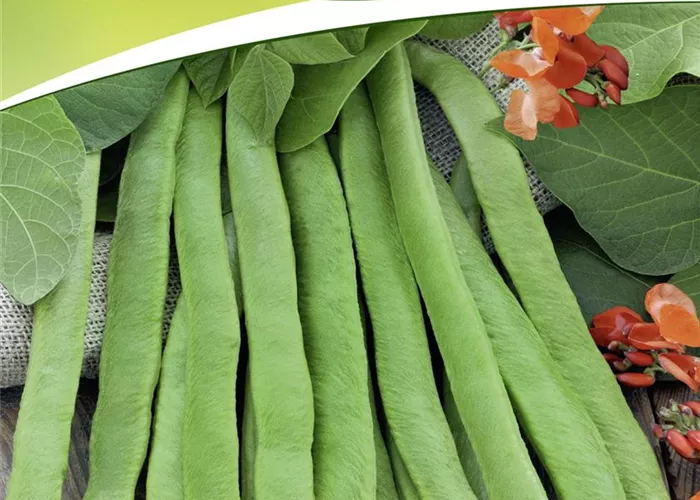 Prunkbohnensamen 'Rotblühende'