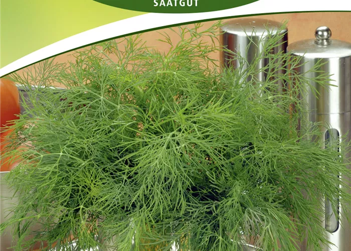 Dillsamen 'Tetra' Dillsamen 'Tetra'