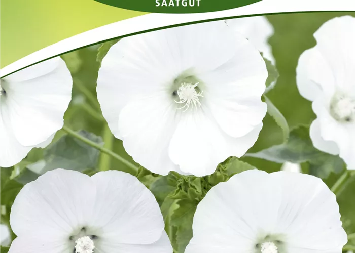 Bechermalvensamen 'Mont Blanc'