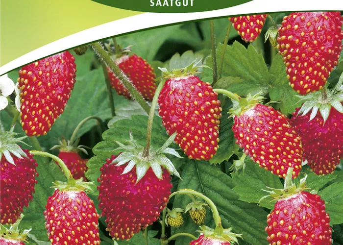 Monats-Erdbeere-Samen 'Rügen'
