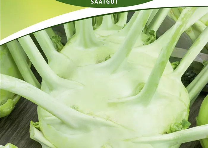 Kohlrabisamen 'Gigant'