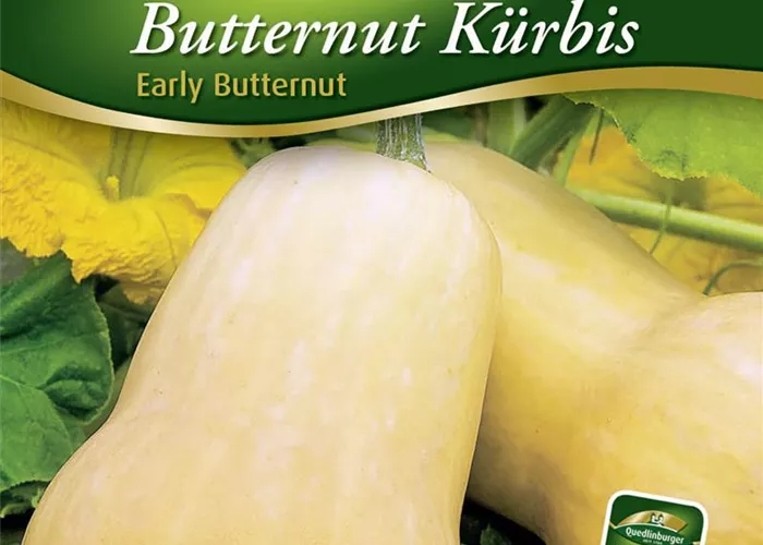 Kürbissamen 'Early Butter Nut F1'