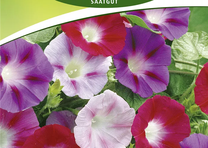 Prunkwindensamen 'Prachtmischung' Prunkwindensamen 'Prachtmischung'