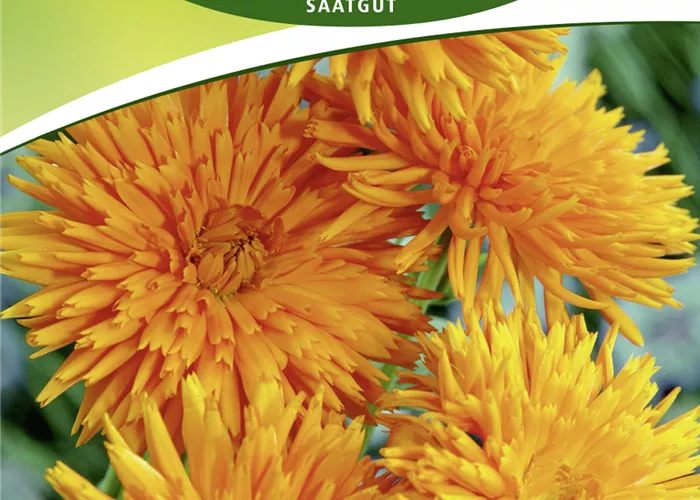 Ringelblumensamen 'Orangestrahlen' Ringelblumensamen 'Orangestrahlen'