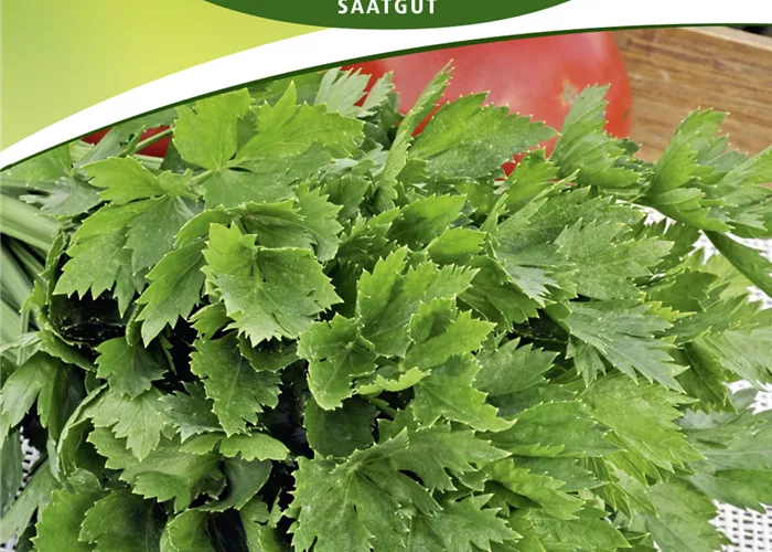 Schnittselleriesamen 'Gewone Snij'