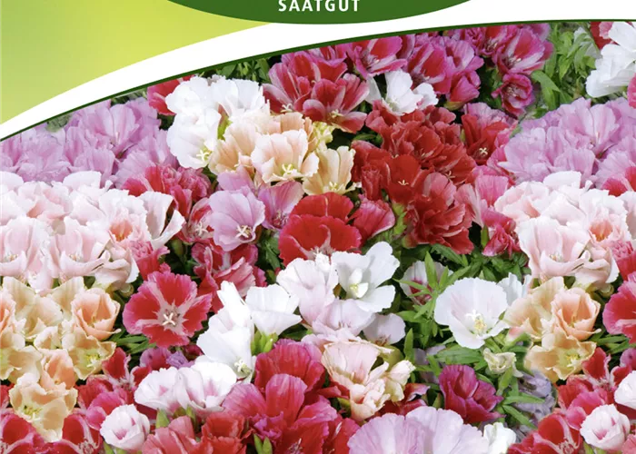 Sommerazaleensamen 'Azaleenschau' Sommerazaleensamen 'Azaleenschau'