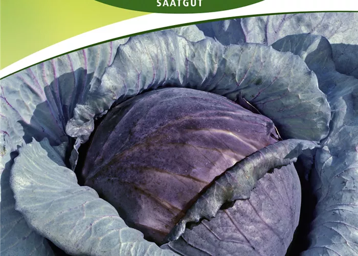 Rotkohlsamen 'Roodkop'