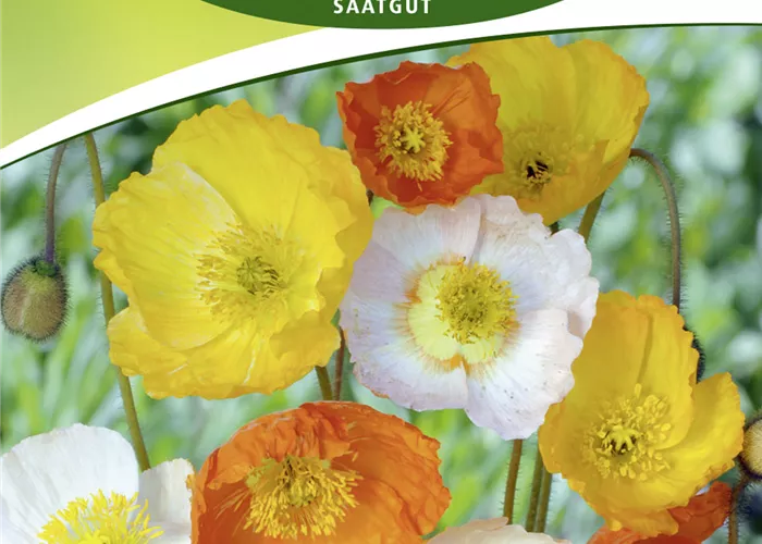 Island-Mohn-Samen Island-Mohn-Samen