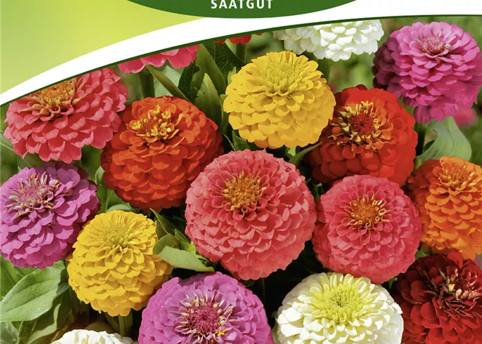 Zinniensamen 'Liliput'