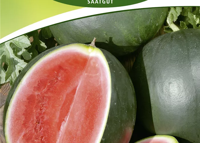 Wassermelonensamen 'Sugar Baby'