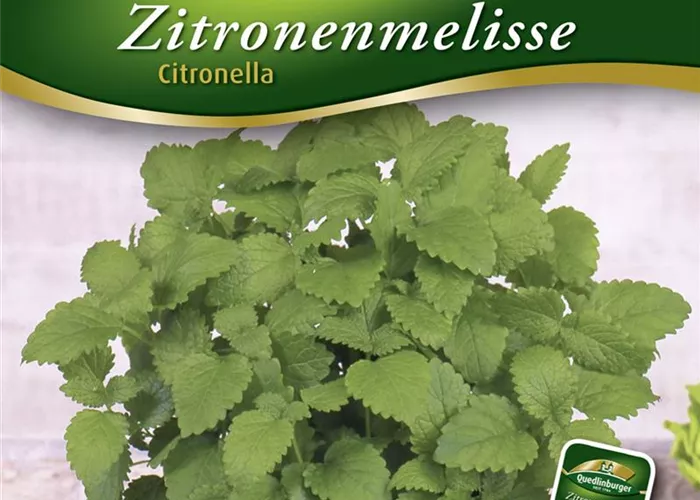 Zitronenmelissensamen 'Citronella' Zitronenmelissensamen 'Citronella'