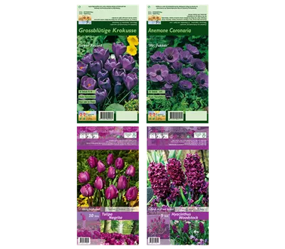 Blumenzwiebel Set ' Violet Queens'