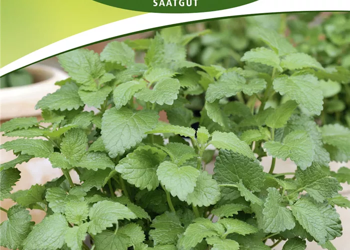 Zitronen-Melisse-Samen Zitronen-Melisse-Samen