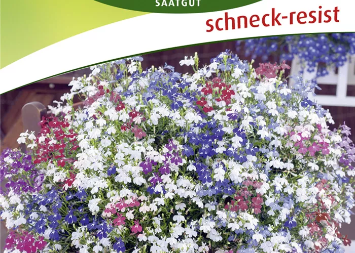 Lobeliensamen 'Color Cascade'