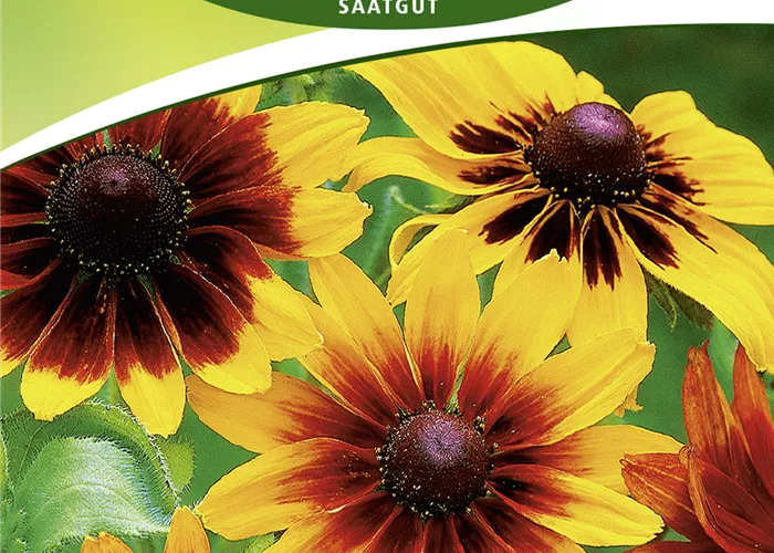 Rauer Sonnenhut-Samen 'Herbstwald'