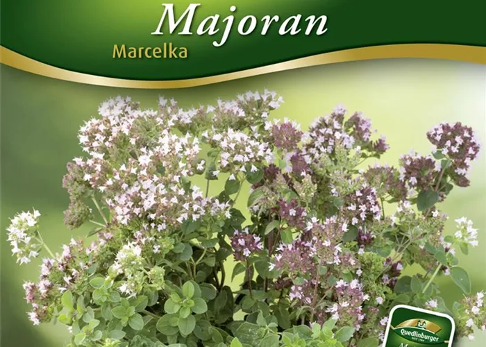 Majoransamen 'Marcelka'