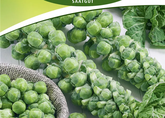 Rosenkohlsamen 'Groninger'